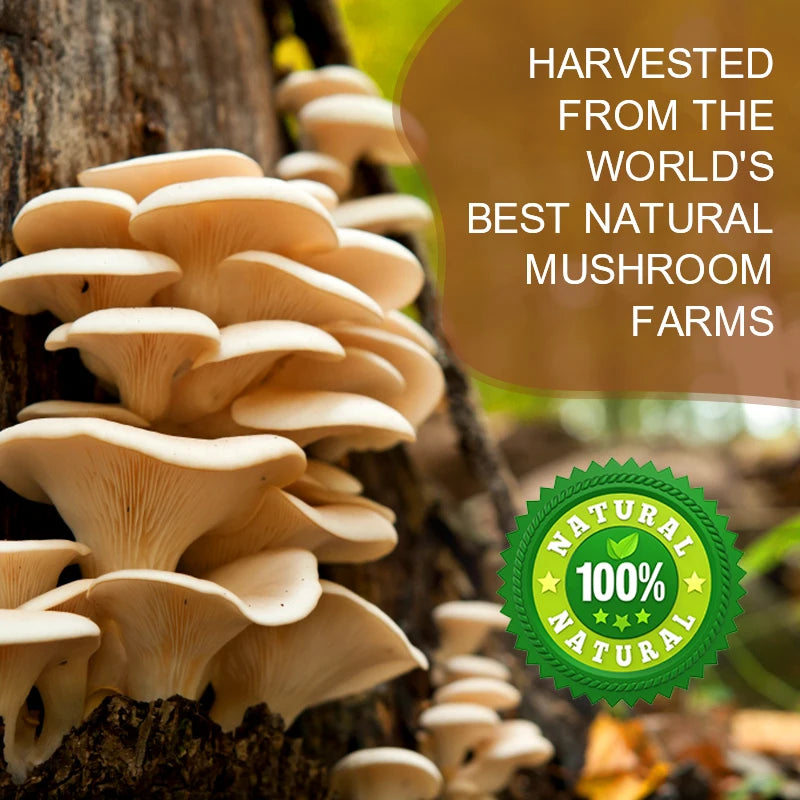 Minch Lions Mane Mushroom Coffee With Reishi Cordyceps Turkey Tail